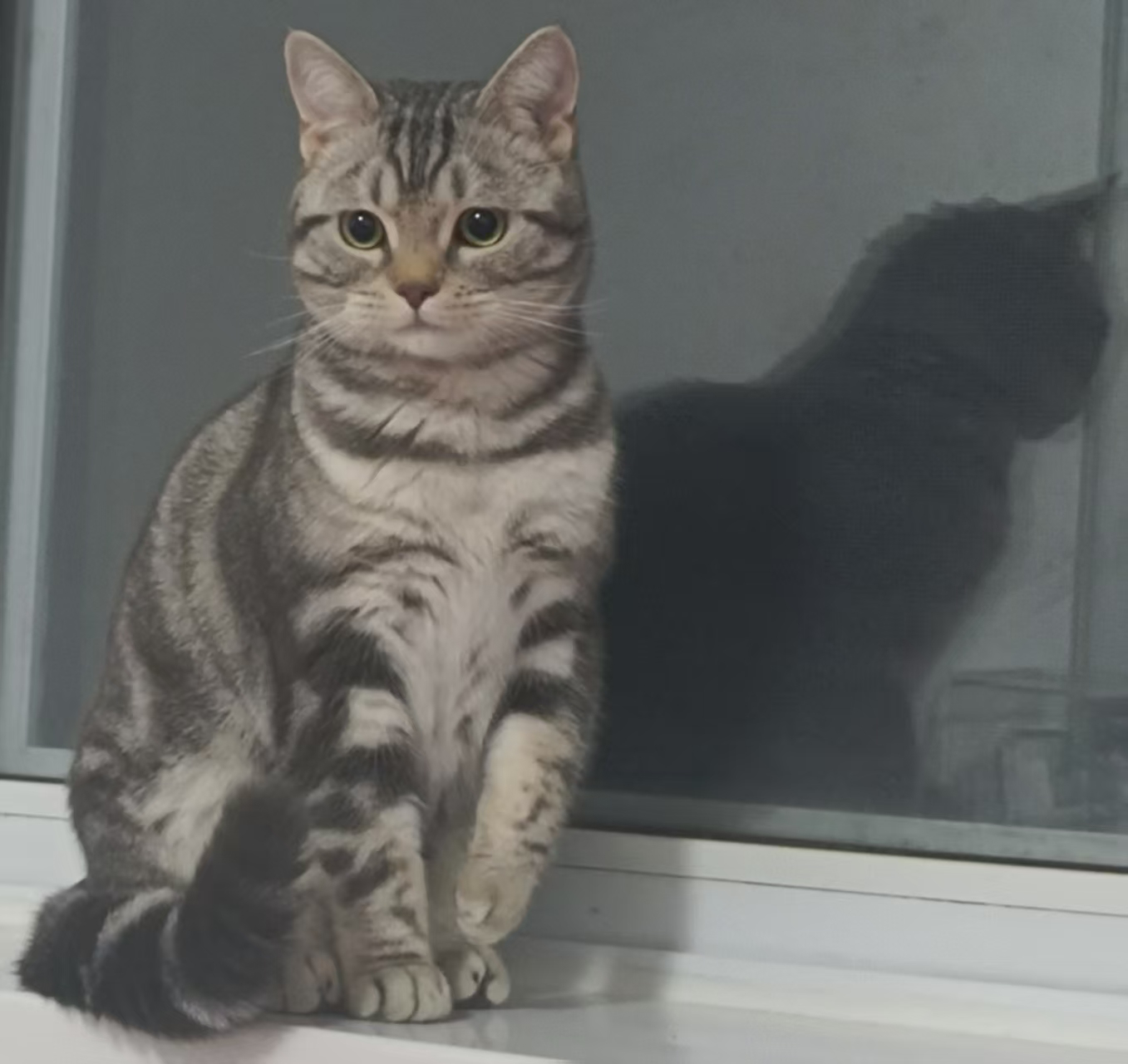 11 the cat